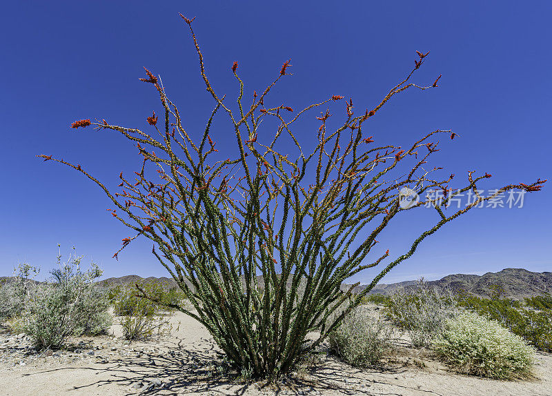 Fouquieria splendens, ocotillo，也被称为马鞭，蜡烛木，slimwood，沙漠珊瑚，Jacob's staff, Jacob cactus，和藤本仙人掌是一种原产于美国西南部索诺拉沙漠和奇瓦瓦沙漠的植物。禅师